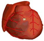 CARDIOSCAPE-Trainer ablation