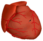 CARDIOSCAPE-Trainer stim